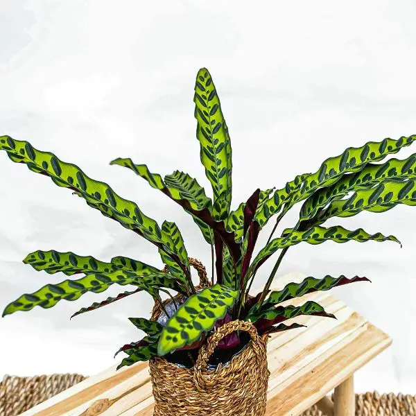 Calathea leaves standing up