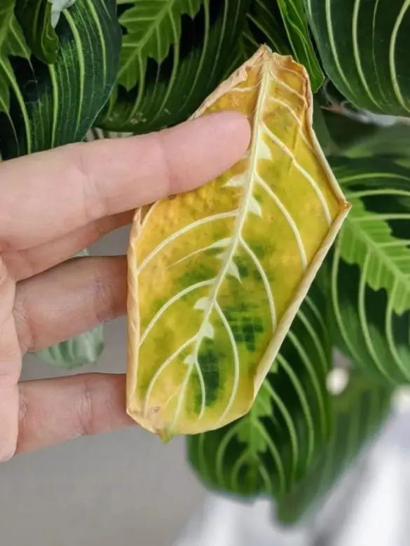 Why is my Calathea turning yellow and how to fix them