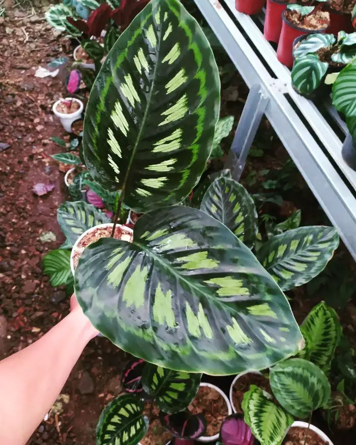 Calathea Libyana