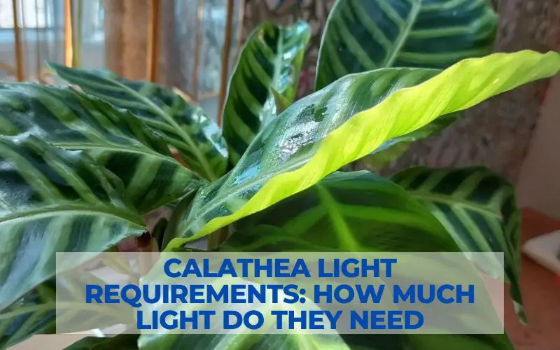 Calathea light requirements: How much light do they need?