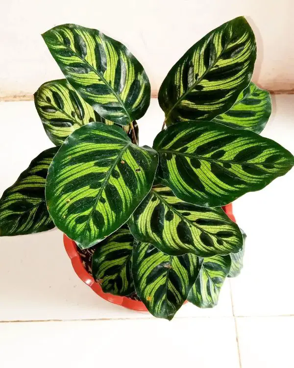 Calathea lighting requirements