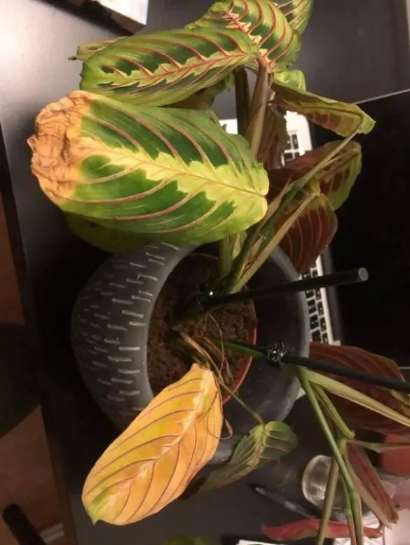 Why is my Calathea turning yellow and how to fix them