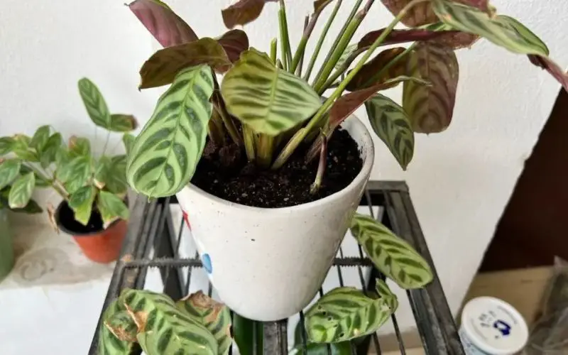Common Reasons Your Calathea Plant Growth is Slow or Stunted