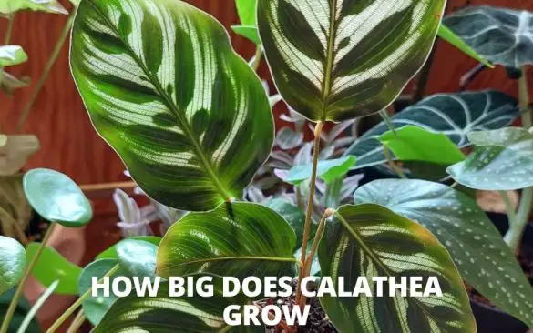 How Big Does Calathea Grow