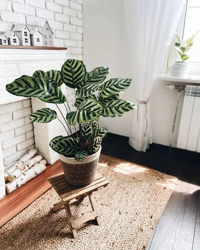 How Long Does a Calathea Plant Take to Grow to Full Size?