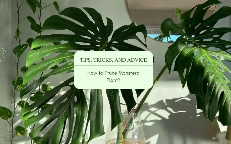 How to prune Monstera plant