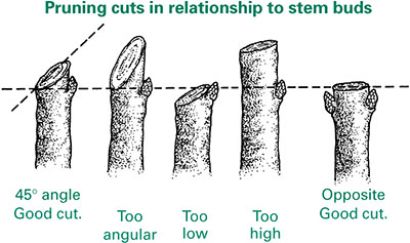 How to prune Monstera stem