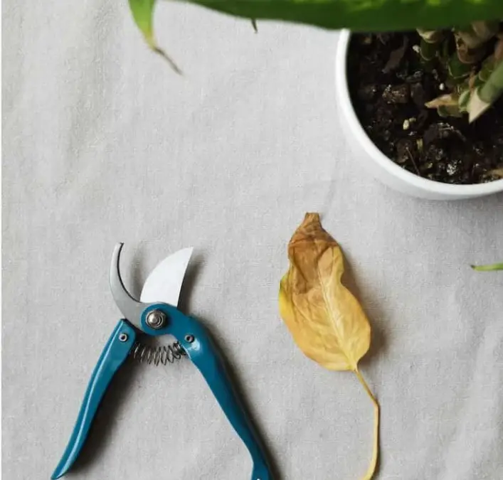 How to prune Monstera with-scissors