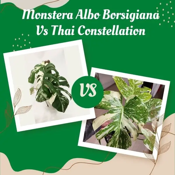 Monstera Albo Borsigiana Vs Thai Constellation