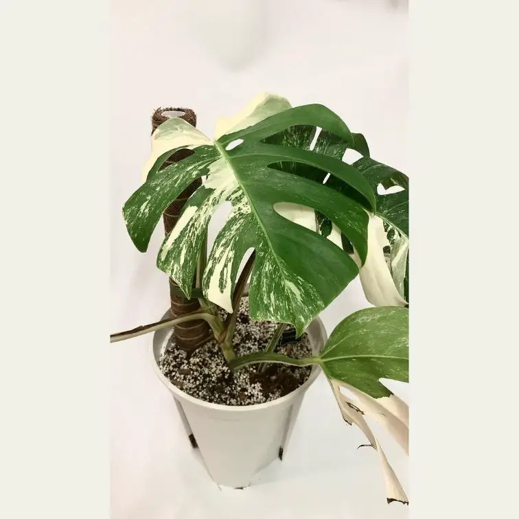 Monstera Albo So Rare