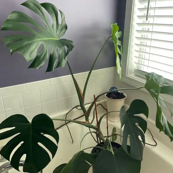 monstera deliciosa leggy need more light