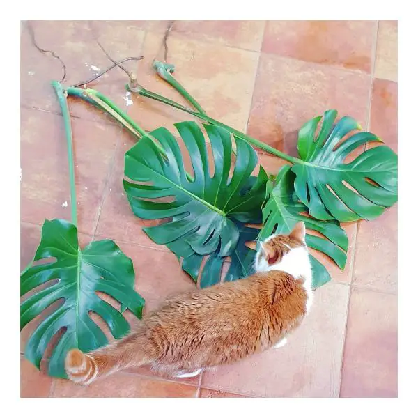 Pruning back the leggy Monstera