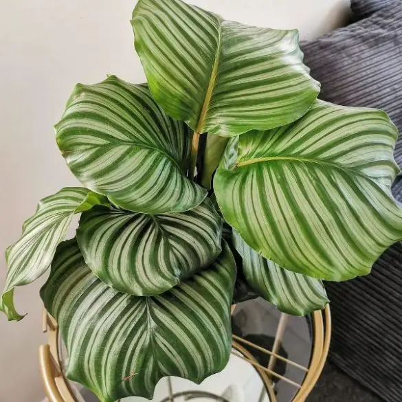 Why are Calathea Leaves Curling Inward, Under, Crispy?