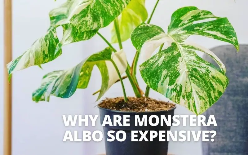 Why are Monstera Albo so expensive?