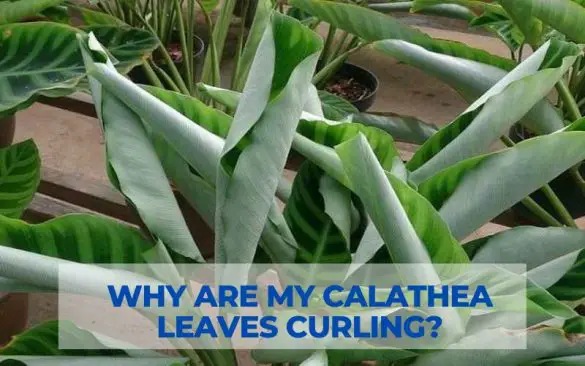 Why are my calathea leaves curling?