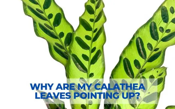 Why are my Calathea leaves pointing up?