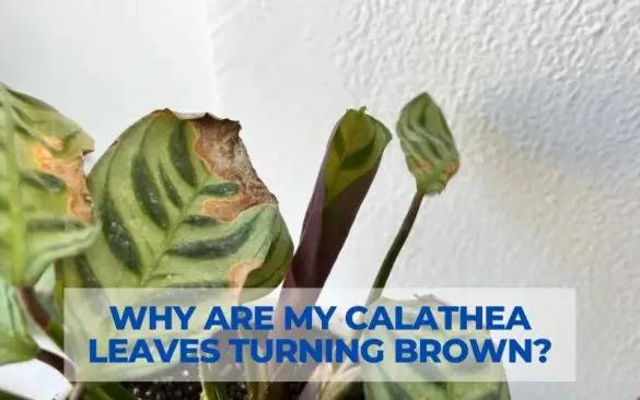 why are my calathea leaves turning brown?