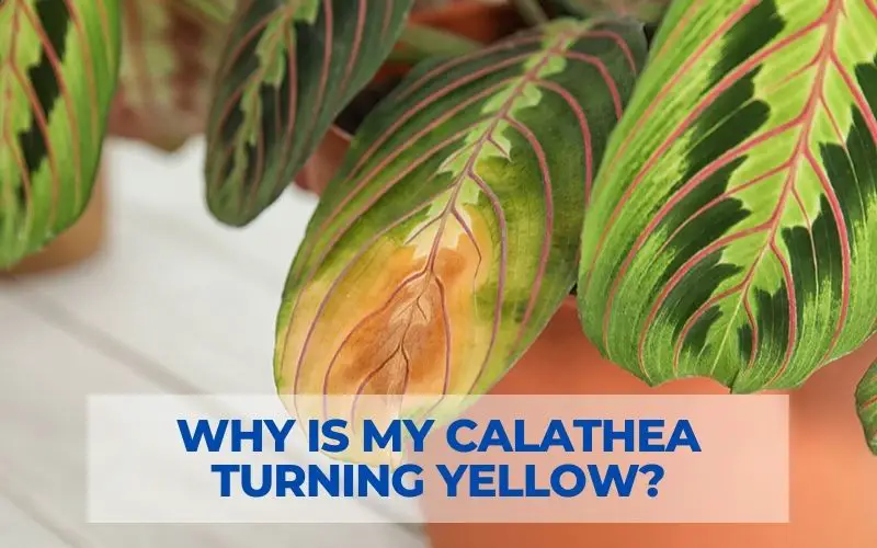 Why is my Calathea turning yellow?