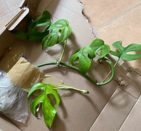 A Monstera minima cutting