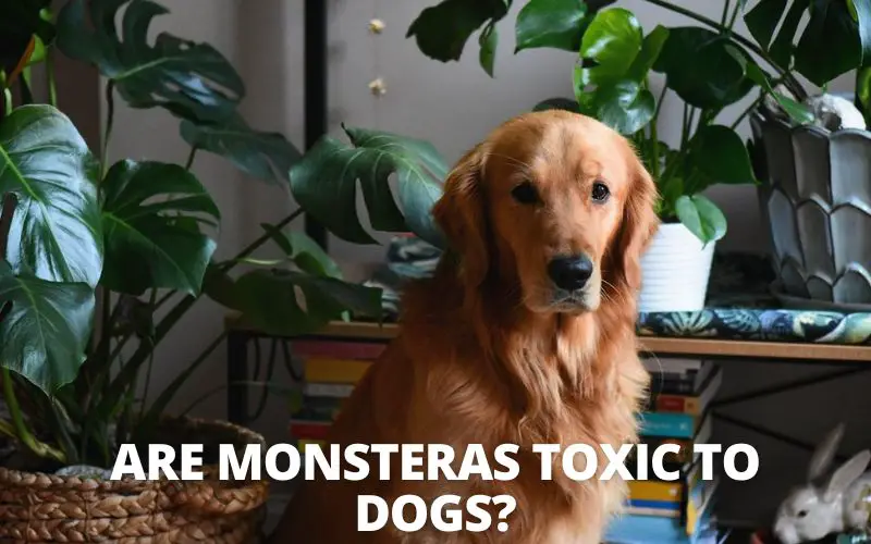 Are Monsteras Toxic to Dogs?