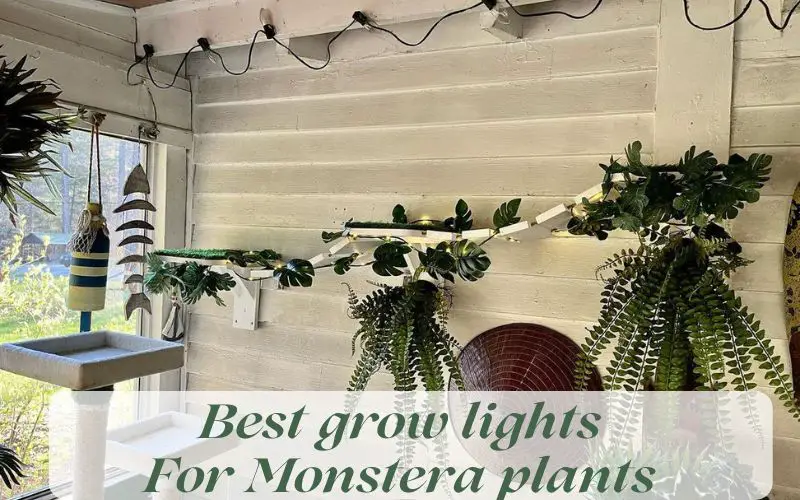 Best grow lights for Monstera plants