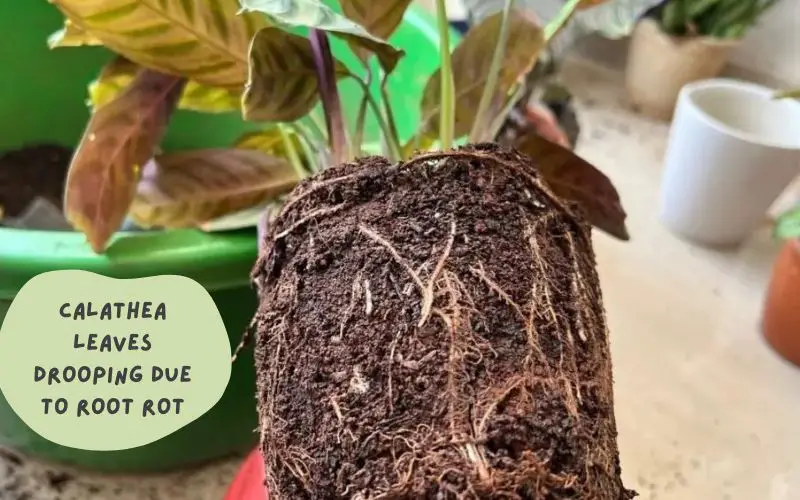 Calathea leaves drooping due to Root Rot