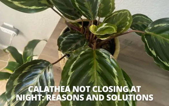 calathea not closing at night