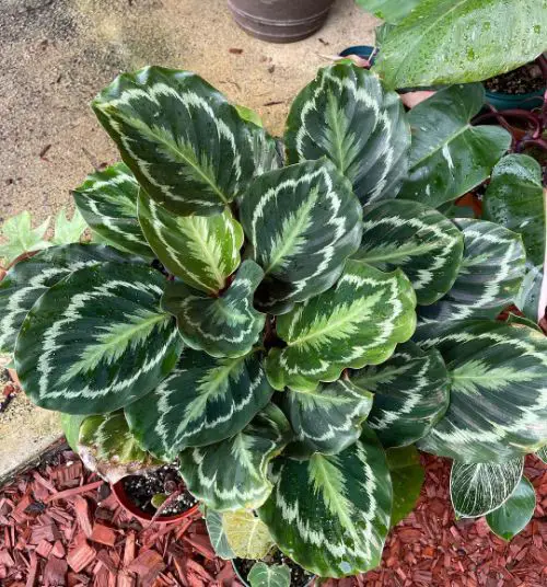 Calathea Veitchiana Not Closing at Night