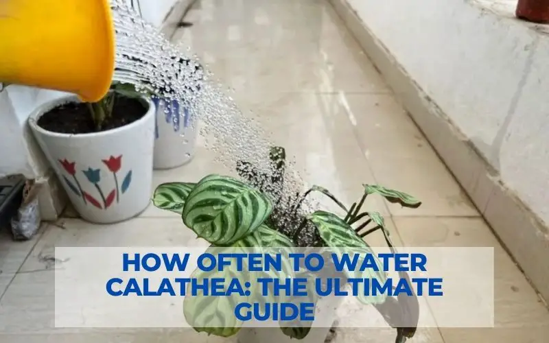 How Often to Water Calathea