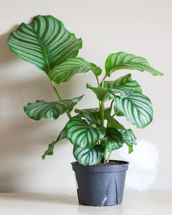how to care for a calathea