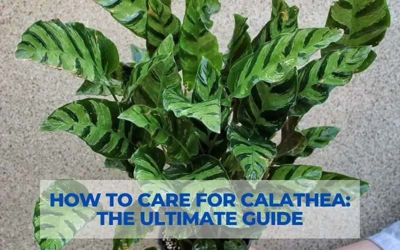 How to Care for Calathea: The Ultimate Guide