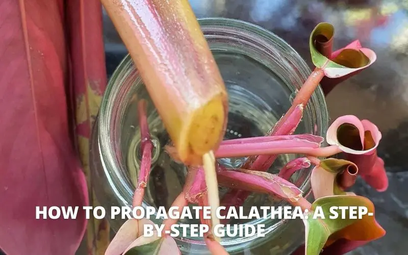 How to Propagate Calathea