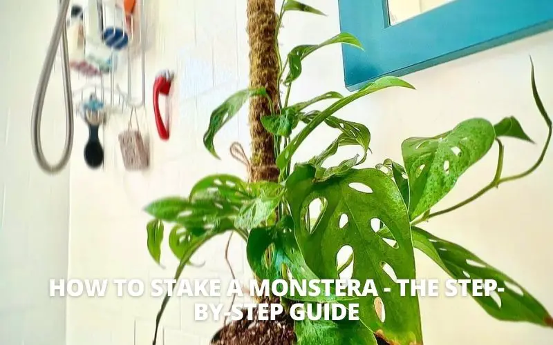 How to Stake a Monstera - The Step-by-Step Guide