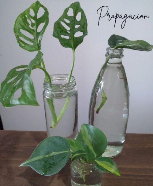 Monstera adansonii cutting in water