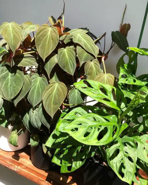 Monstera adansonii receives direct sun light