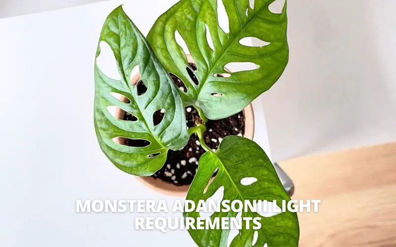 Monstera adansonii light requirements