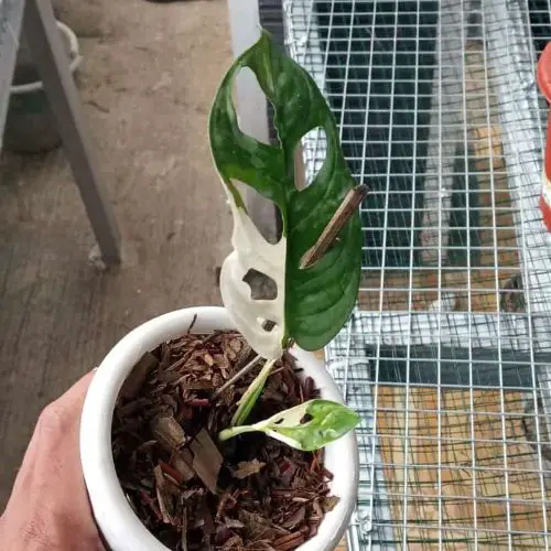 Monstera adansonii propagation in soil