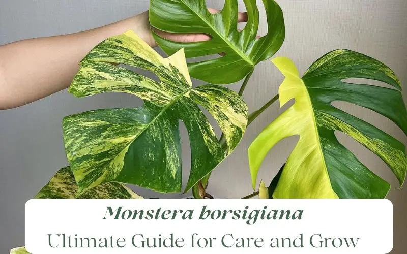 Monstera borsigiana: Ultimate Guide for Care - Grow