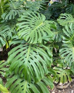 Top 10 common Monstera in the wild (types & characteristics)