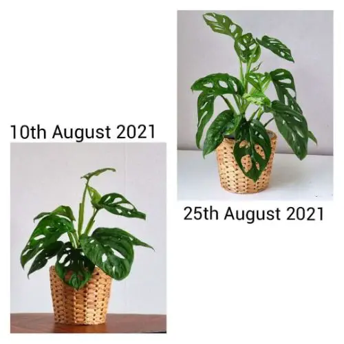 Monstera fenestration stages