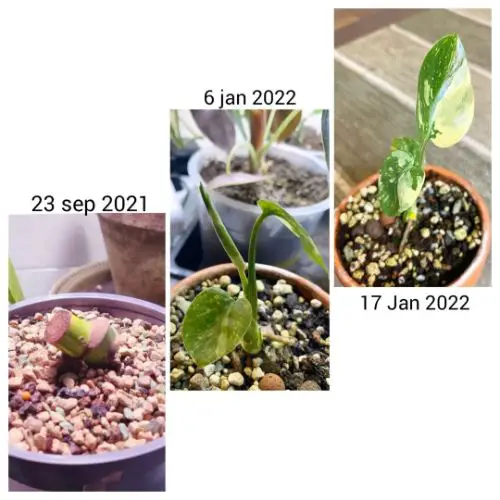 Monstera leaf growth stages