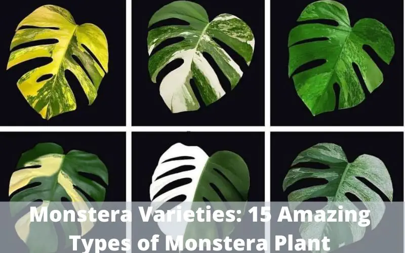 Monstera Varieties: 15 Amazing Types of Monstera Plant