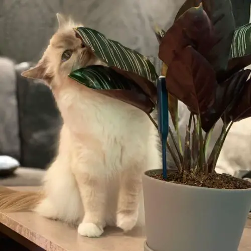 Some cats chew on Calathea out of curiosity