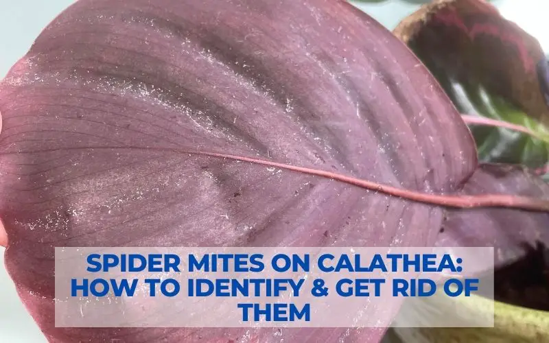 Spider Mites on Calathea
