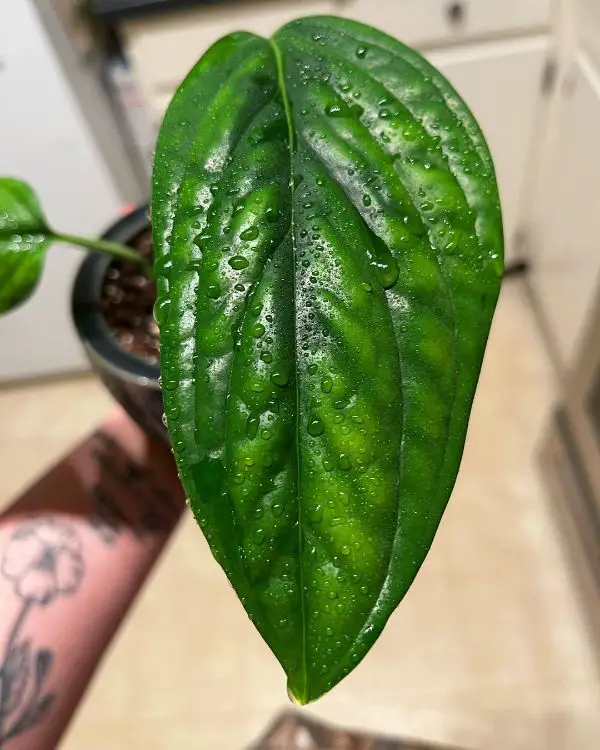 Watering Monstera Peru