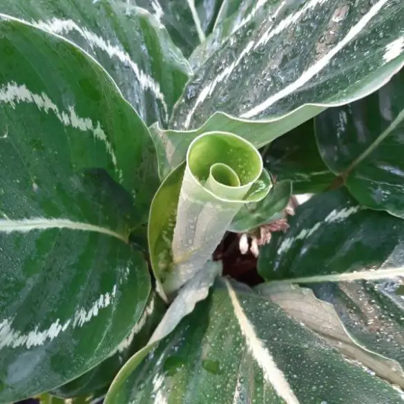 How Often to Water Calathea The Ultimate Guide