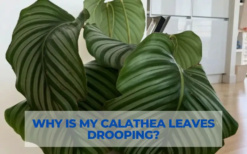Why is my Calathea leaves drooping?