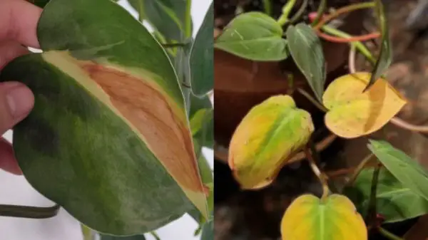 brown or yellow leaves