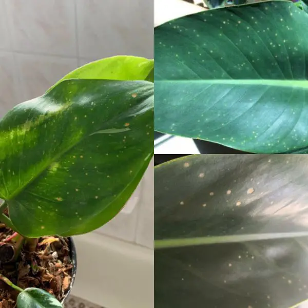 brown spots on leaves