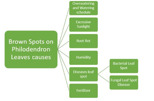brown spots on philodendron leaves map